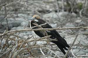 Frigatebird, Great, 2004-11045563